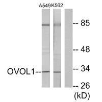 OVOL1 Antibody