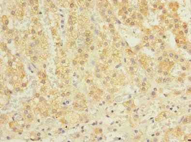 OXR1 Antibody