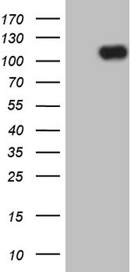 OXSM Antibody