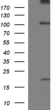p21 Ras Antibody