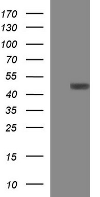 p21 Ras Antibody