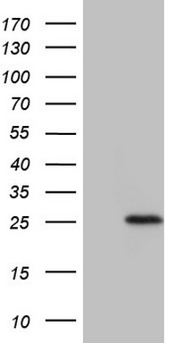 PTGES3 Antibody