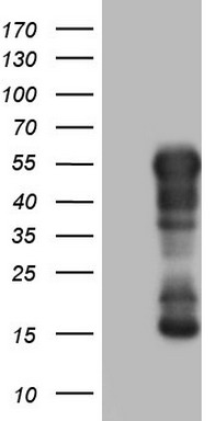PTGES3 Antibody