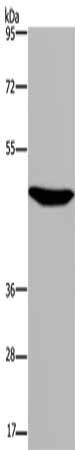 P2RX2 Antibody