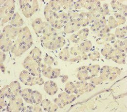 P2RX3 Antibody