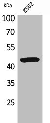 P2RX3 Antibody