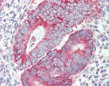 P2rx4 (mouse) Antibody