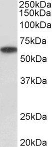 P2rx4 (mouse) Antibody