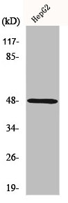 P2RY11 Antibody