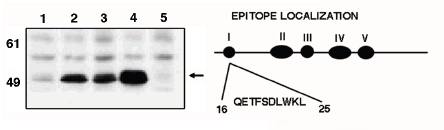 Mouse anti Human p53 (a.a. 16-25) Antibody