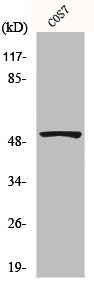 TP53 Antibody