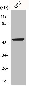 TP53 Antibody