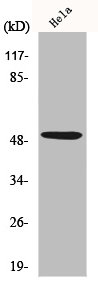 TP53 Antibody