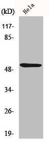TP53 Antibody