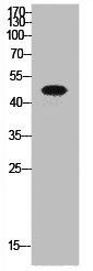 TP53 Antibody
