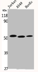 TP53 Antibody