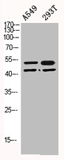 TP53 Antibody