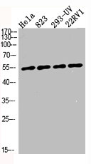 TP53 Antibody