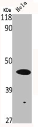TP53 Antibody
