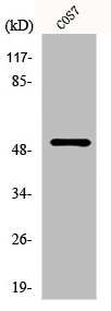 TP53 Antibody