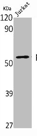 TP53 Antibody