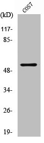 TP53 Antibody