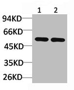 TP53 Antibody