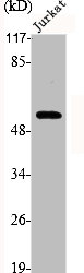 TP53 Antibody