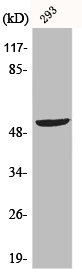 TP53 Antibody