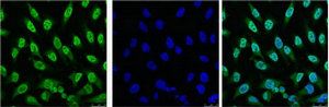 TP53 Antibody