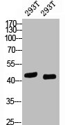 TP53 Antibody