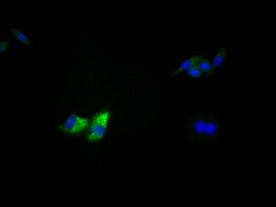 TP53 Antibody