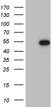 p53 Antibody