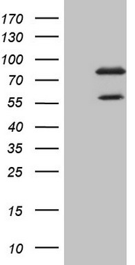p53 Antibody