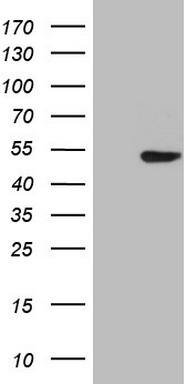 p53 Antibody