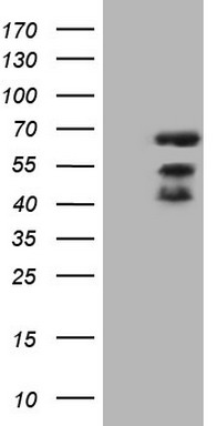 p53 Antibody