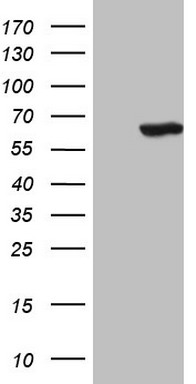 p53 Antibody