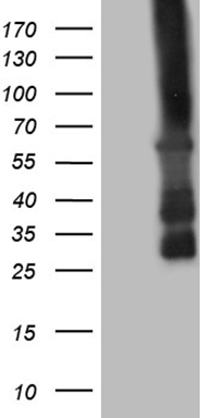 TP53 Antibody