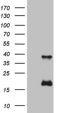 p53 Antibody