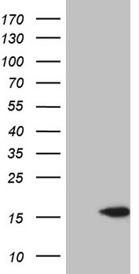 p53 Antibody