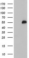 p53 Antibody
