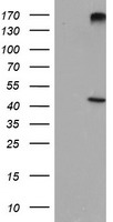 p53 Antibody