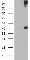 p53 Antibody