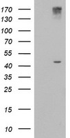p53 Antibody
