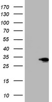 p53 Antibody