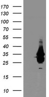 p53 Antibody