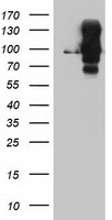 p53 Antibody