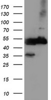 p53 Antibody