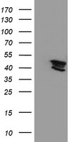 p53 Antibody
