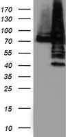p53 Antibody